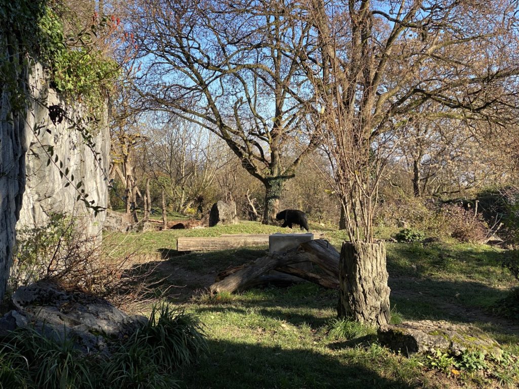 Bild des Bären im Zoo Zürich