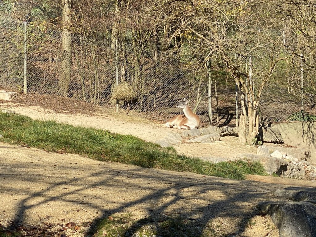 Bild des Huftiers im Zoo Zürich