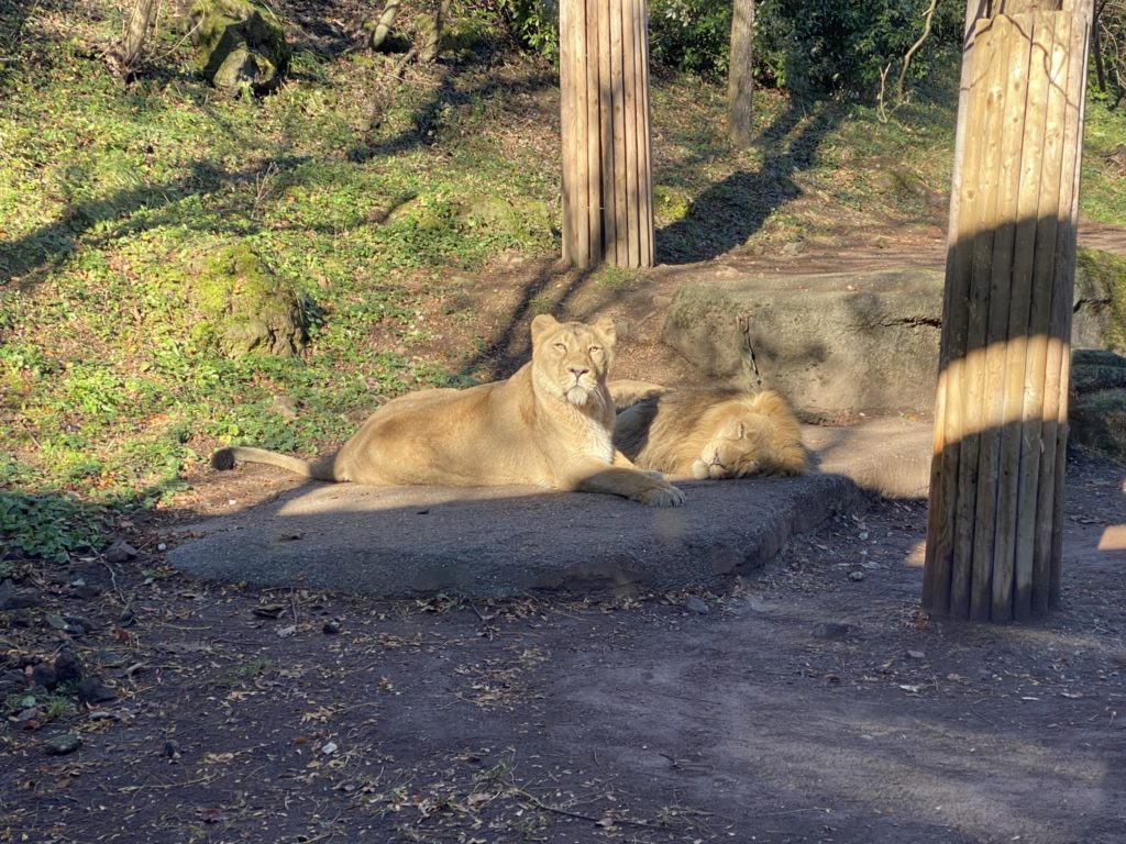 Bild der Löwen im Zoo Zürich