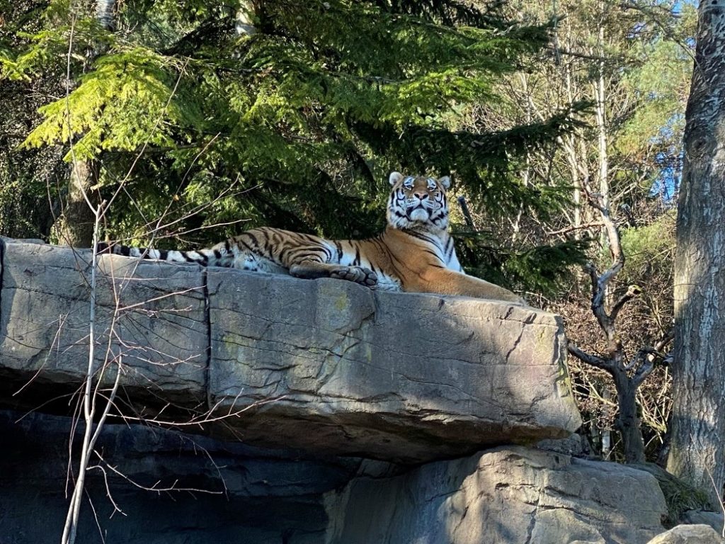 Bild des Tigers im Zoo Zürich