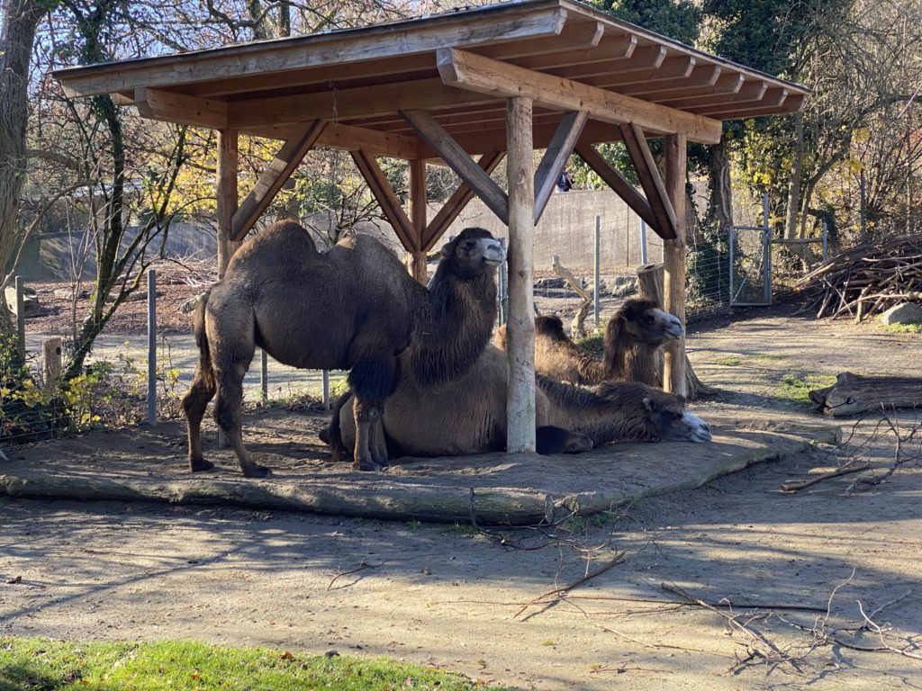 Bild desr Kamele im Zoo Zürich