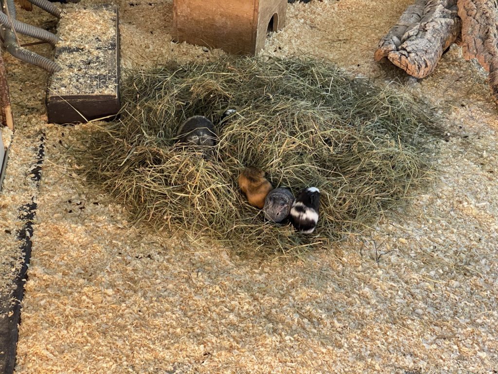 Bild der Meerschweinchen im Zoo Zürich