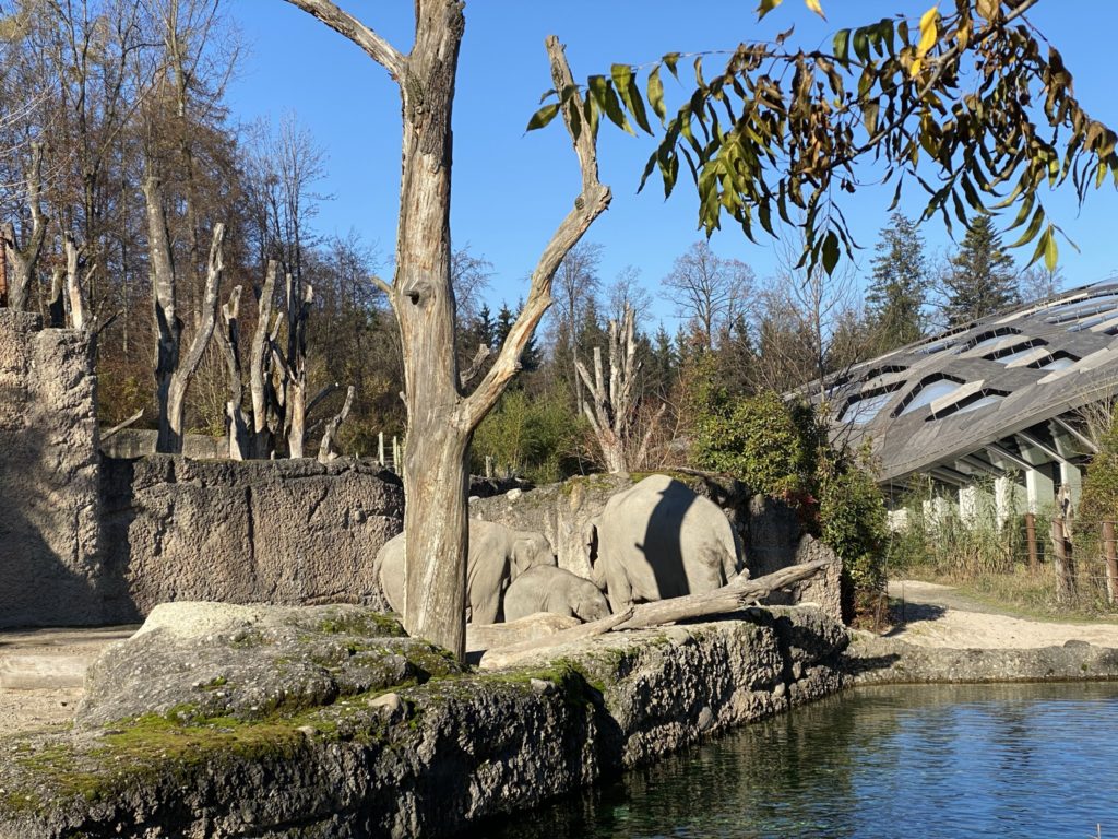 Bild der Elefanten im Zoo Zürich