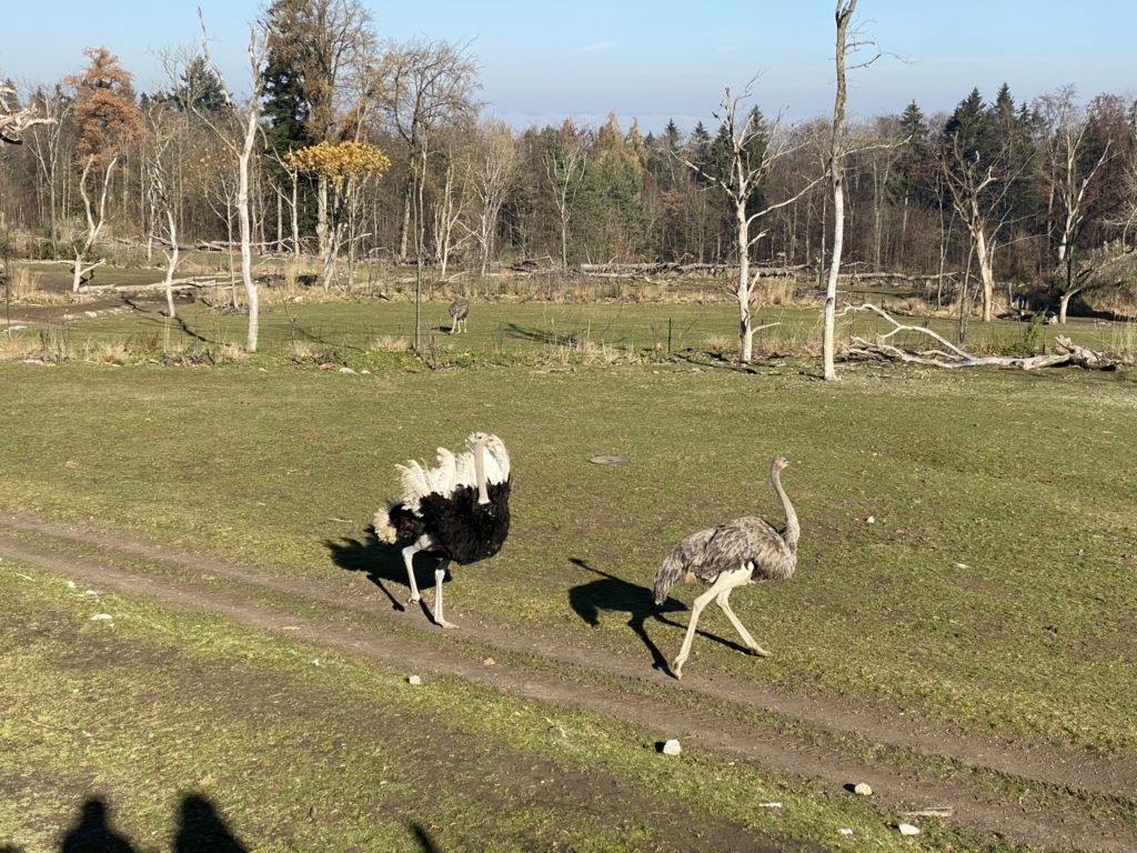 Bild der Strausse im Zoo Zürich