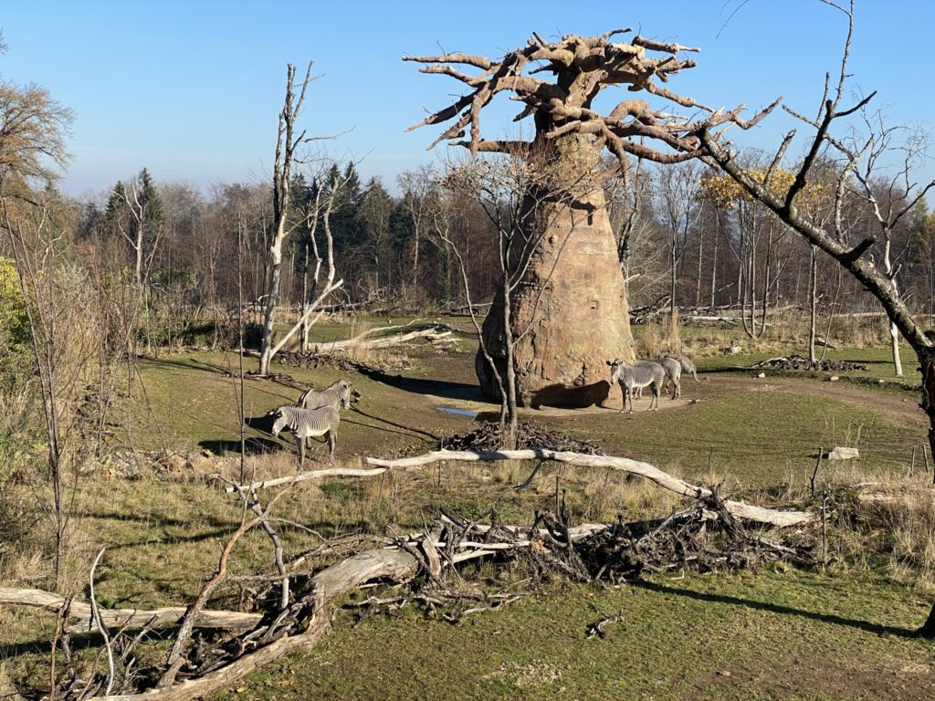 Bild der Zebras im Zoo Zürich