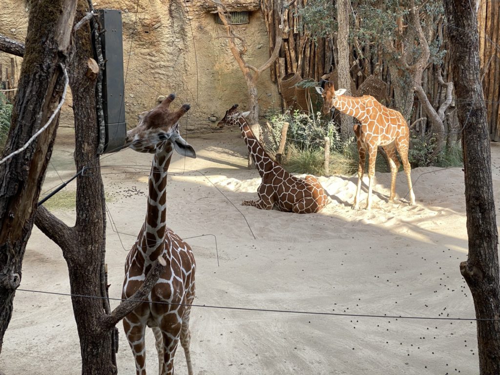 Bild der Giraffen im Zoo Zürich