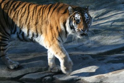 Tiger im Zoo Zürich