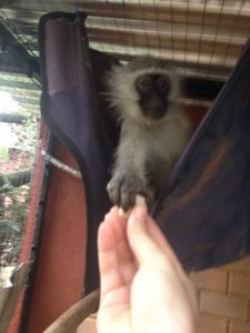 Bild Freiwilligenarbeit wie ich einen Affen füttere