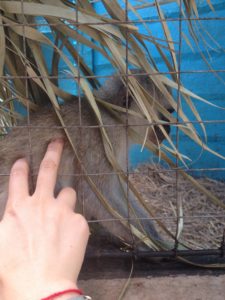 Bild Freiwilligenarbeit wie ich einen Affen kraule