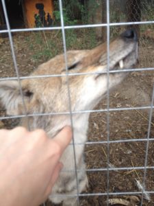 Bild Freiwilligenarbeit wie ich Jacky kraule