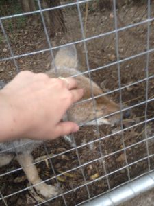 Bild Freiwilligenarbeit wie ich Jacky kraule