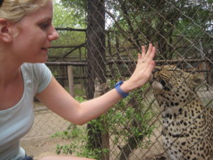 Bild Freiwilligenarbeit wie Leopardin Carla an meiner Hand riecht