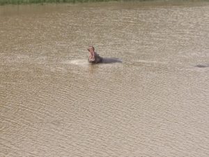 Bild Freiwilligenarbeit vom Nilpferd