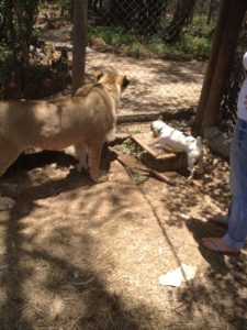 Bild Freiwilligenarbeit von Nkulu und Luna