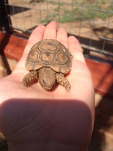 Bild Freiwilligenarbeit von der Schildkröte in meiner Hand