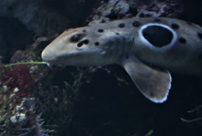 Bild des Epaulettenhai