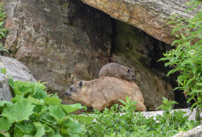 Bild eines Klippschliefers