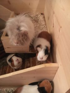 Bild meiner Meerschweinchen