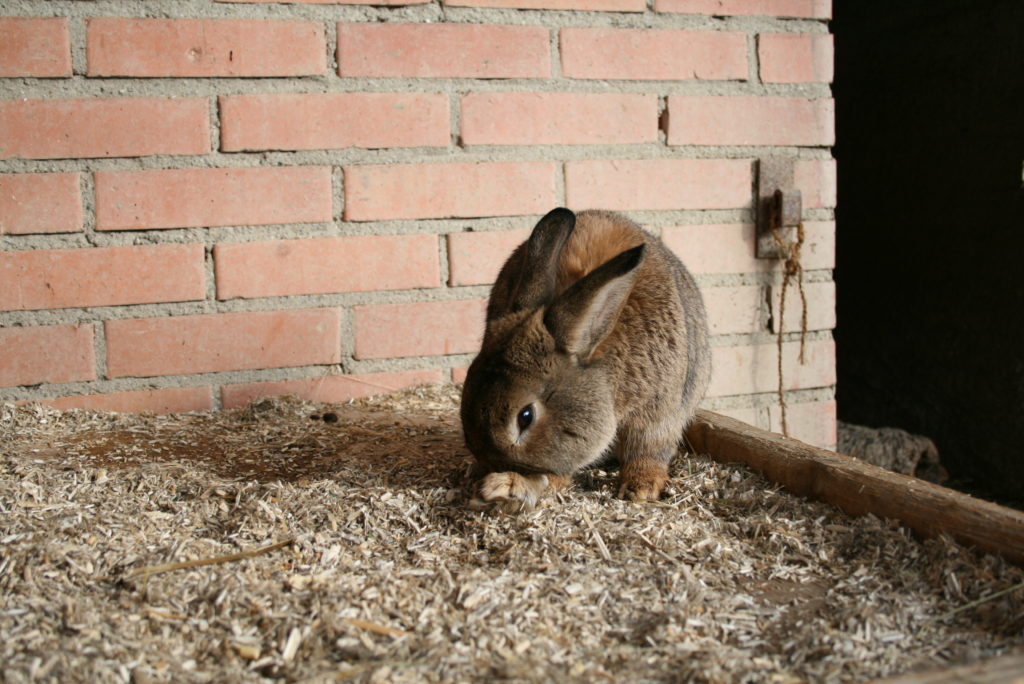 Bild zum Interview mit Ann Bachmann vom Lebenshof Tiermensch