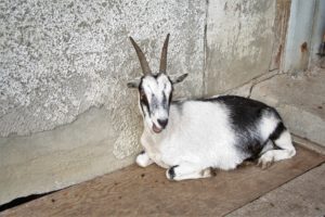 Bild zum Interview mit Ann Bachmann vom Lebenshof Tiermensch