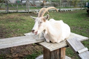 Bild zum Interview mit Ann Bachmann vom Lebenshof Tiermensch