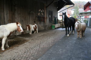 Bild zum Interview mit Ann Bachmann vom Lebenshof Tiermensch