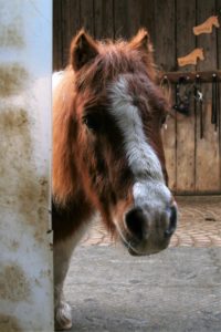 Bild zum Interview mit Ann Bachmann vom Lebenshof Tiermensch
