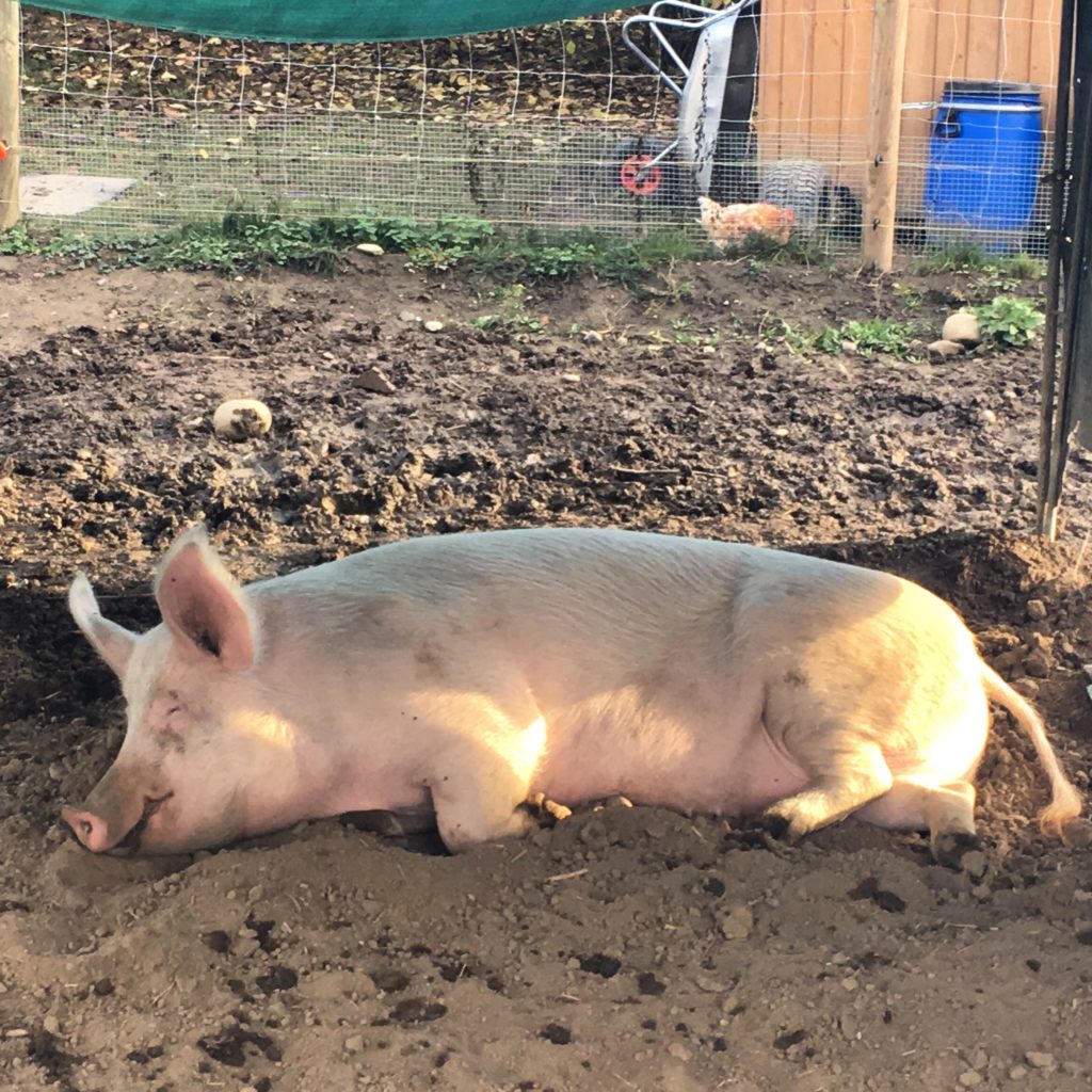Bild zum Interview mit Ann Bachmann vom Lebenshof Tiermensch