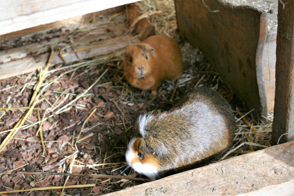 Bild zum Interview mit Ann Bachmann vom Lebenshof Tiermensch