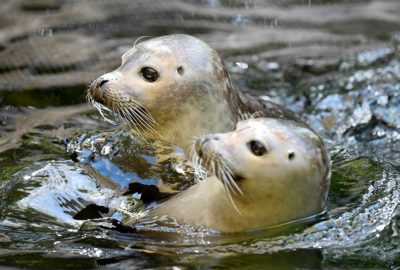 Bild von den Seehunden im Zoo Zürich