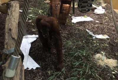 Bild von den Orang-Utans im Zoo Zürich