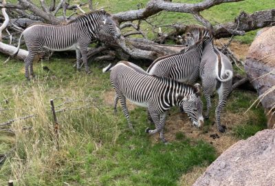 Bild von den Grevyzebras im Zoo Zürich