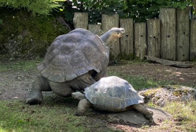 Bild der Schildkröten im Zoo Zürich