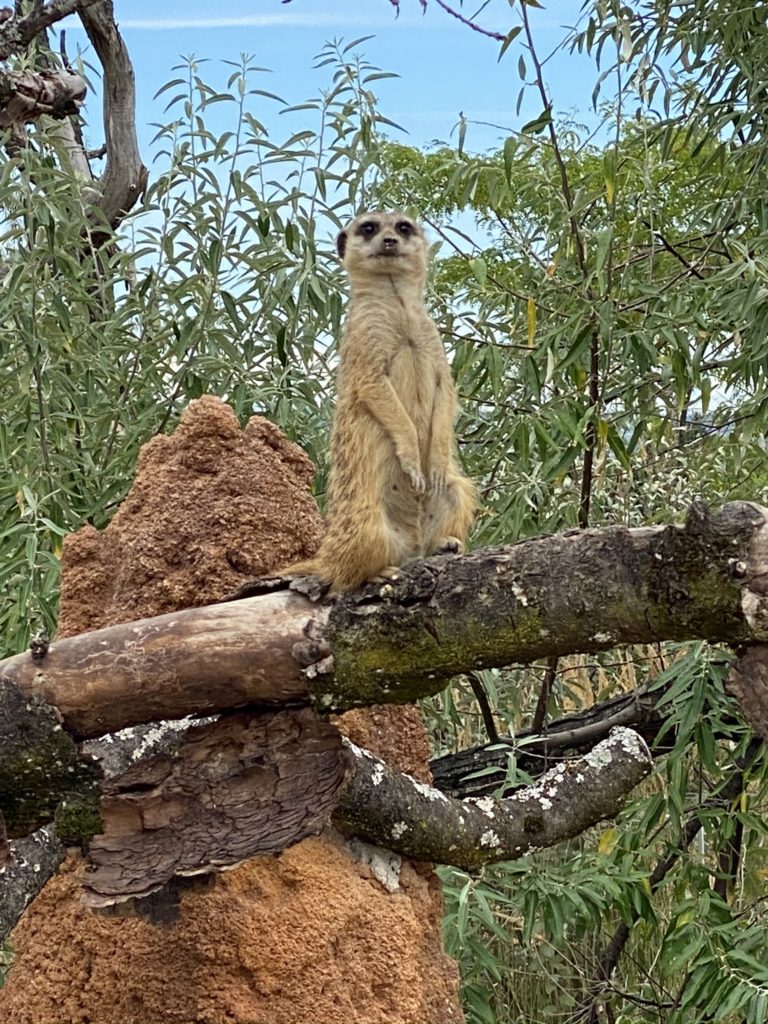 Bild vom Erdmännchen im Zoo Zürich