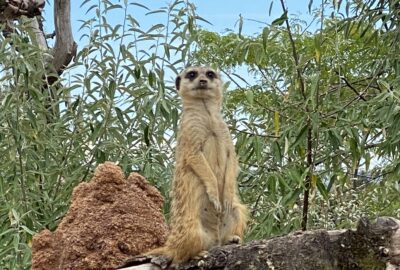 Bild vom Erdmännchen im Zoo Zürich
