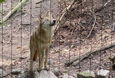 Bild vom Wolf im Zoo Zürich