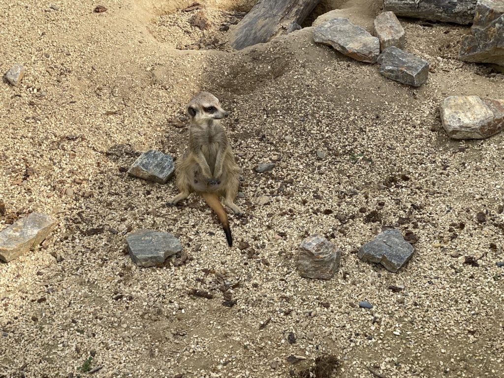 Bild des Erdmännchens im Zoo Zürich