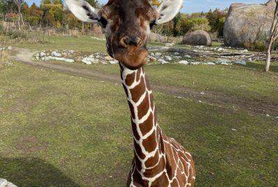Bild einer Netzgiraffe im Zoo Zürich