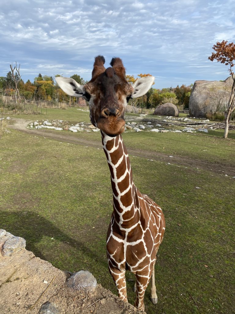Bild einer Netzgiraffe im Zoo Zürich