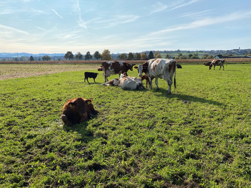 Bild der Kühe vom Lebenshof Aurelio
