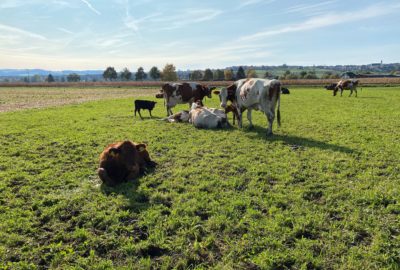 Bild der Kühe vom Lebenshof Aurelio