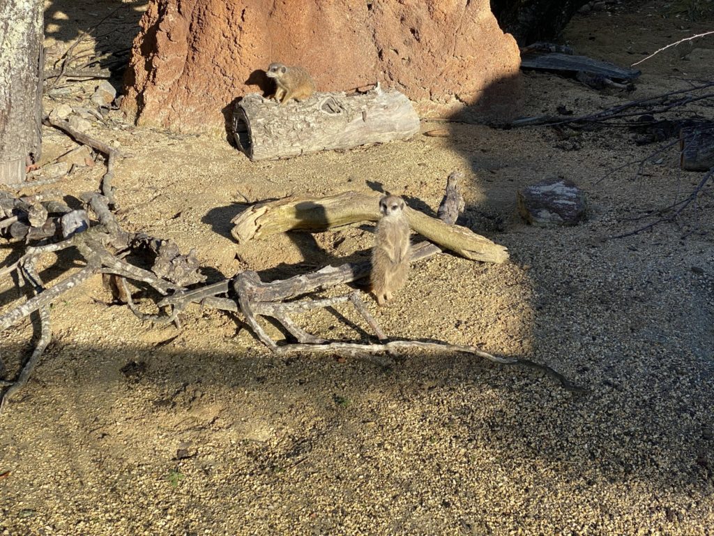Bild der Erdmännchen im Zoo Zürich