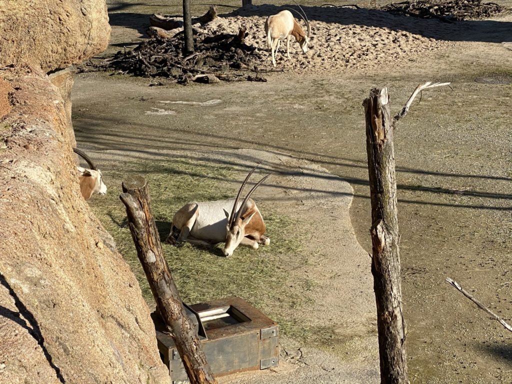 Bild der Säbelantilope im Zoo Zürich