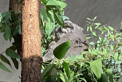 Bild von Koalas im Zoo Zürich