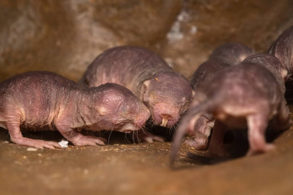 Bild von Nacktmullen im Zoo Zürich