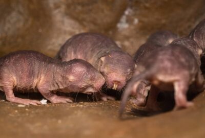 Bild von Nacktmullen im Zoo Zürich
