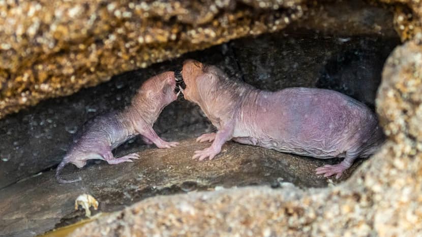 Bild von Nacktmullen im Zoo Zürich