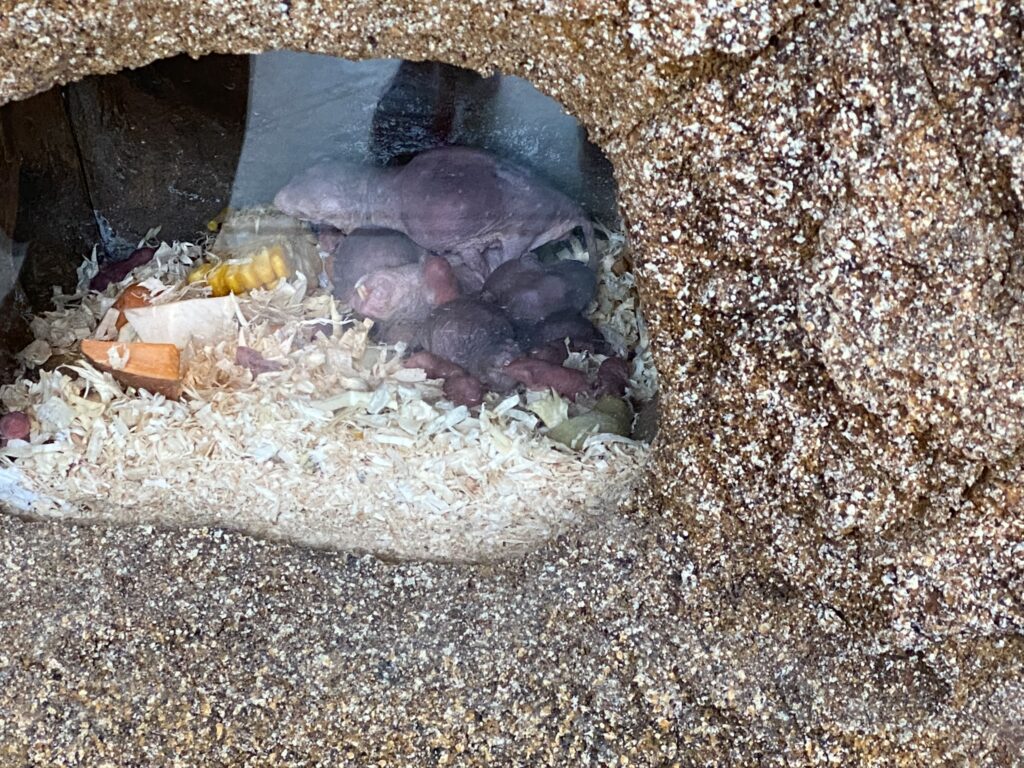 Bild von Nacktmullen im Zoo Zürich