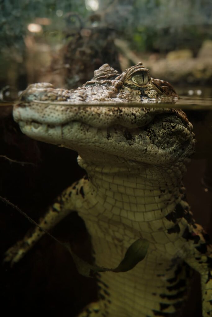 Bild eines Krokodilas im Zoo Zürich