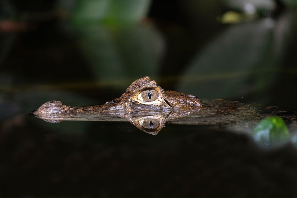 Bild eines Krokodils im Zoo Zürich